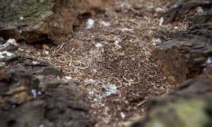 Grantham said he thought the birds had been collecting the bands for decades.