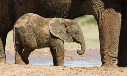 baby African elephant