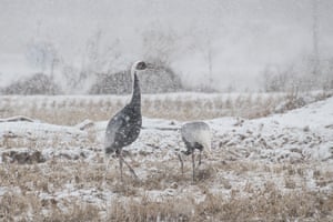 White-naped cranes look for food in heavy snow on a rice paddy in Cheorwonl, South Korea