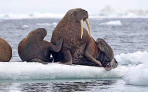 Pacific walruses rest on an ice flow in the Chukchi Sea, Alaska.