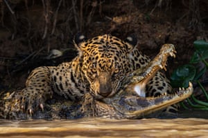A jaguar and caiman in the Pantanal, South America.