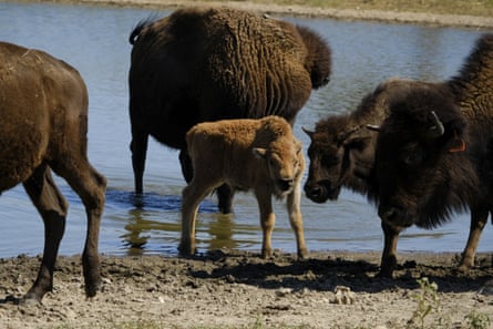 A young bison calf stands in a pond with its herd at Bull Hollow, Oklahoma. The calf is one of the most recent additions born into the Cherokee Nation herd.