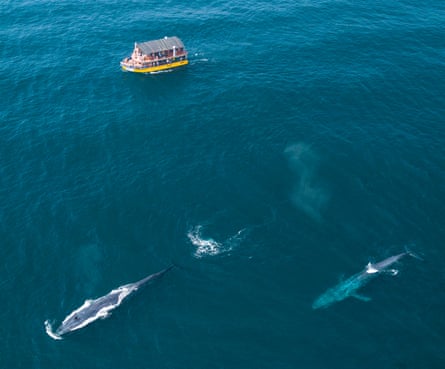 A tourist boat near two whales, seen from above