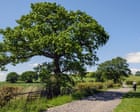 Why the summer solstice is a ‘celestial starting gun’ for trees