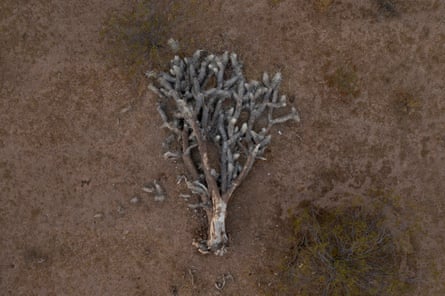 A dead Joshua tree