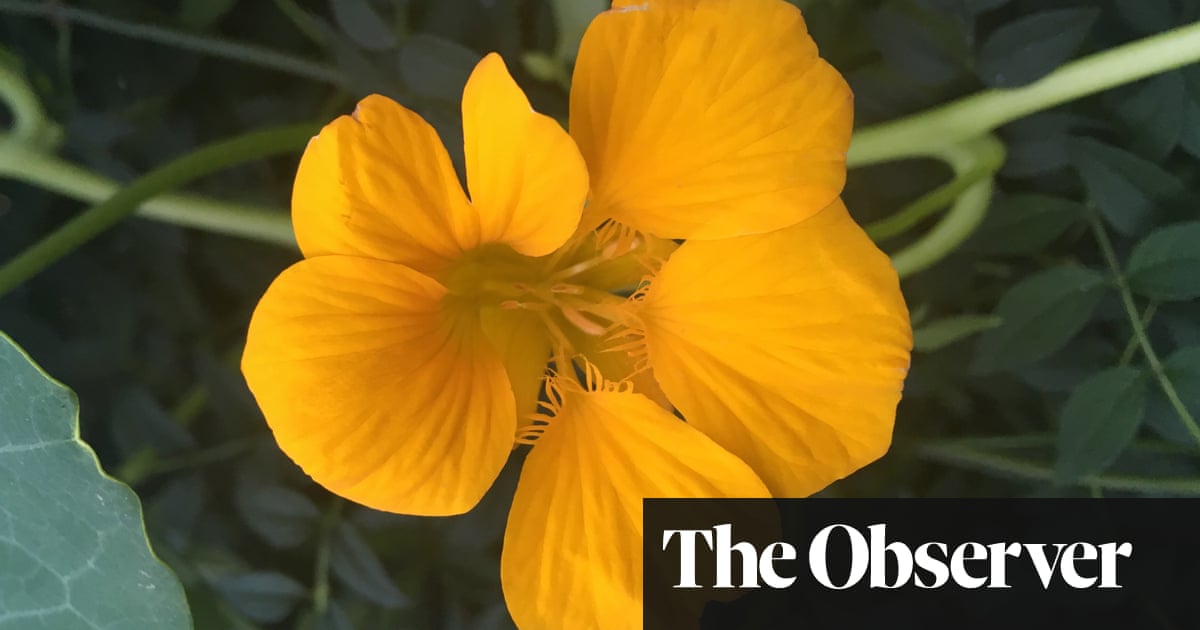Nasturtiums, the flowers that follow me everywhere | Gardening advice | The  Guardian