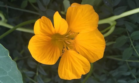 ‘They say something about me I can’t quite articulate’: nasturtiums.