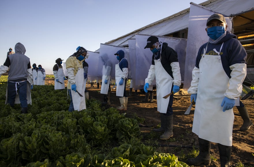 Farm workers stand in a lettuce field, wearing masks, aprons and gloves. Their work stations behind them have heavy plastic dividers between each person.