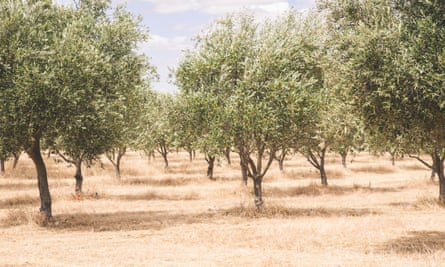 An olive grove in Western Australia on a dry summer’s day.