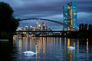 Swans swim on the river Main near the European Central Bank in Frankfurt, Germany
