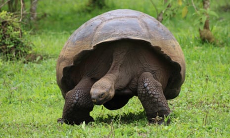 A giant tortoise on Santa Cruz in the Galápagos archipelago. Ecuador has enshrined legal rights for the natural world