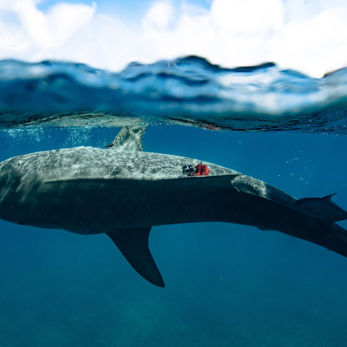 Scientists discover 'world's largest' seagrass forest – by strapping cameras to sharks | Oceans | The Guardian Scientists discover 'world's largest' seagrass forest – by strapping cameras to sharks | Oceans | The Guardian