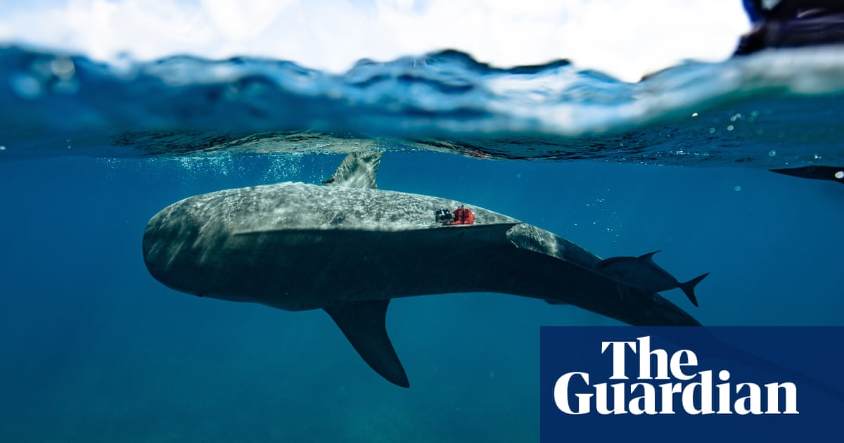 Scientists discover ‘world’s largest’ seagrass forest – by strapping cameras to ..