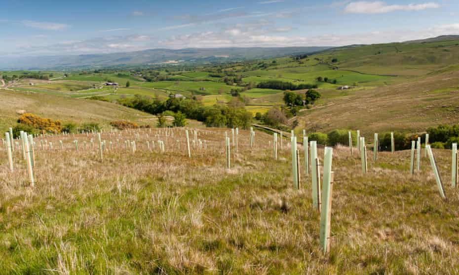 Trees planted on a Cumbrian upland moor to improve wildlife habitat and flood protection.