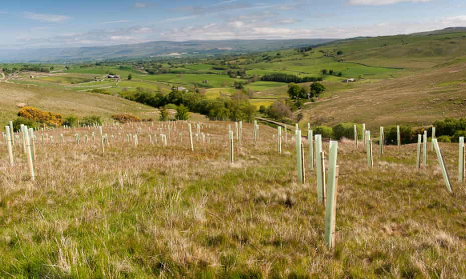 Trees planted on upland moor to improve wildlife habitat in Cumbria, UK.