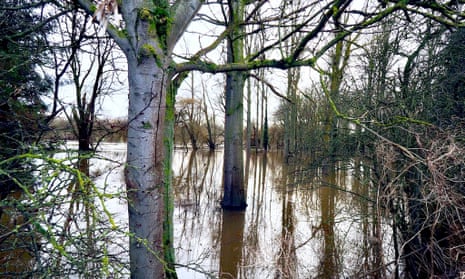 Trees surrounded by floodwater at Cressage