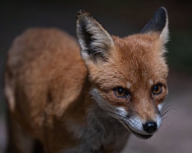 London, UK ‘Autumn is creeping into our north London garden, and one of this summer’s fox kits is now almost fully grown. We’ve named her Selina. She still patrols the paving, investigates anything that might be edible, and keeps a close eye on the humans. She may be losing the look of a kit, but not the attitude.’
