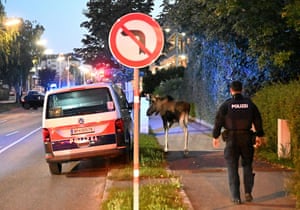 A police officer ensures public safety as moose “Emil” walks around in Saint Poelten, Austria. For the past two and a half weeks, moose “Emil” has been making his way through Lower Austria