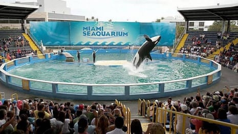 An orca leaps out of the water in a tank at the centre of a crowd.