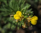 Specieswatch: UK’s endangered ground-pine flourish in perfect year