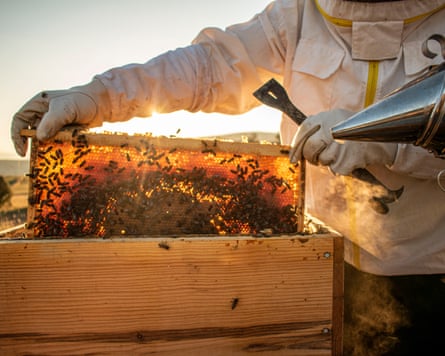 beekeepers in white protective suit holding bees and beeswax in wooden frame at the nature