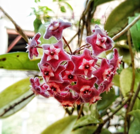Hoya pubicalyx ‘Red buttons’
