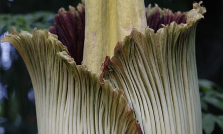 Like a decomposing body, the inside of the flower heats up to help distribute the smell.