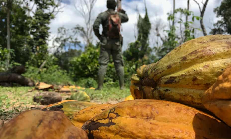 Cocoa pods lie on the ground in Ivory Coast