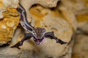 The bat-snatcher by Fernando Constantino Martínez Belmar, Mexico Winner, Behaviour: Amphibians and Reptiles