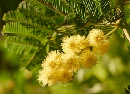 Hello, yellow: Mimosa (Acacia dealbata) greets grey days with scented fuzzy baubles.
