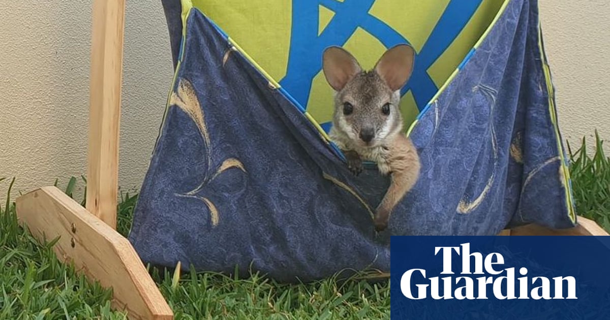 Kangaroo Pouches Koala Mittens Knitters Unite To Aid Animals In