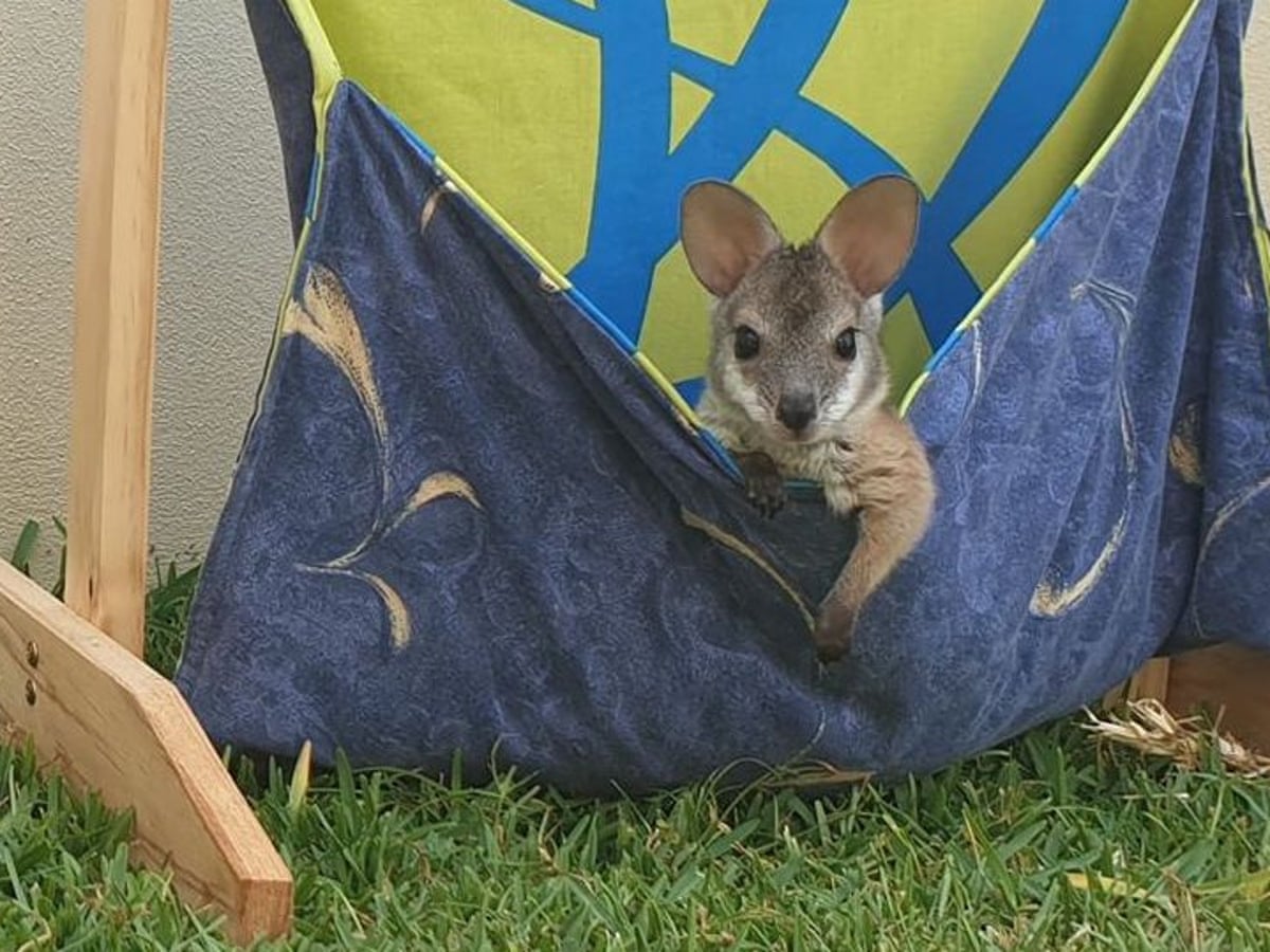 Kangaroo pouches, koala mittens: knitters unite to aid animals in Australia  fires | Bushfires | The Guardian