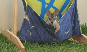 A kangaroo in a homemade pouch during the Australia fires.