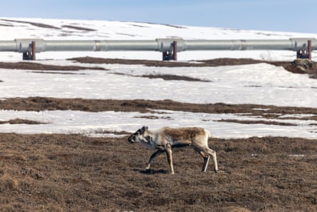 A caribou walks past an oil pipeline