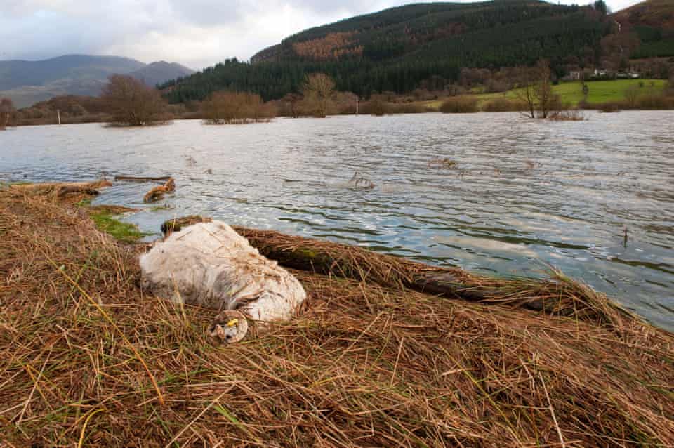 A dead sheep near floodwater in Cumbria, November 2009.