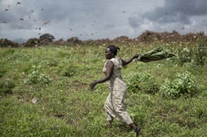 Image result for Desert locusts
