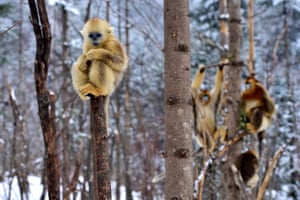 Golden monkeys at Dalongtan Golden Monkey Research Center in Shennongjia, China