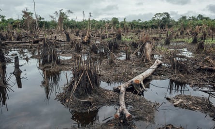 Tropical peatland in the Democratic Republic of the Congo