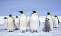 Emperor penguin chicks standing on ice