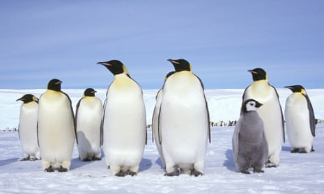 Emperor penguin chicks standing on ice