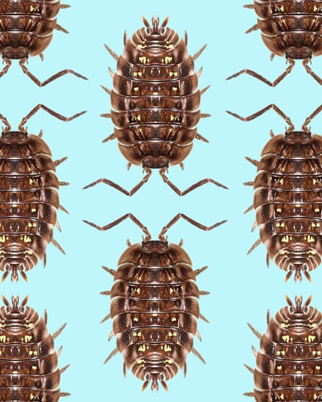 Woodlice illustrations repeated on a sky blue background.