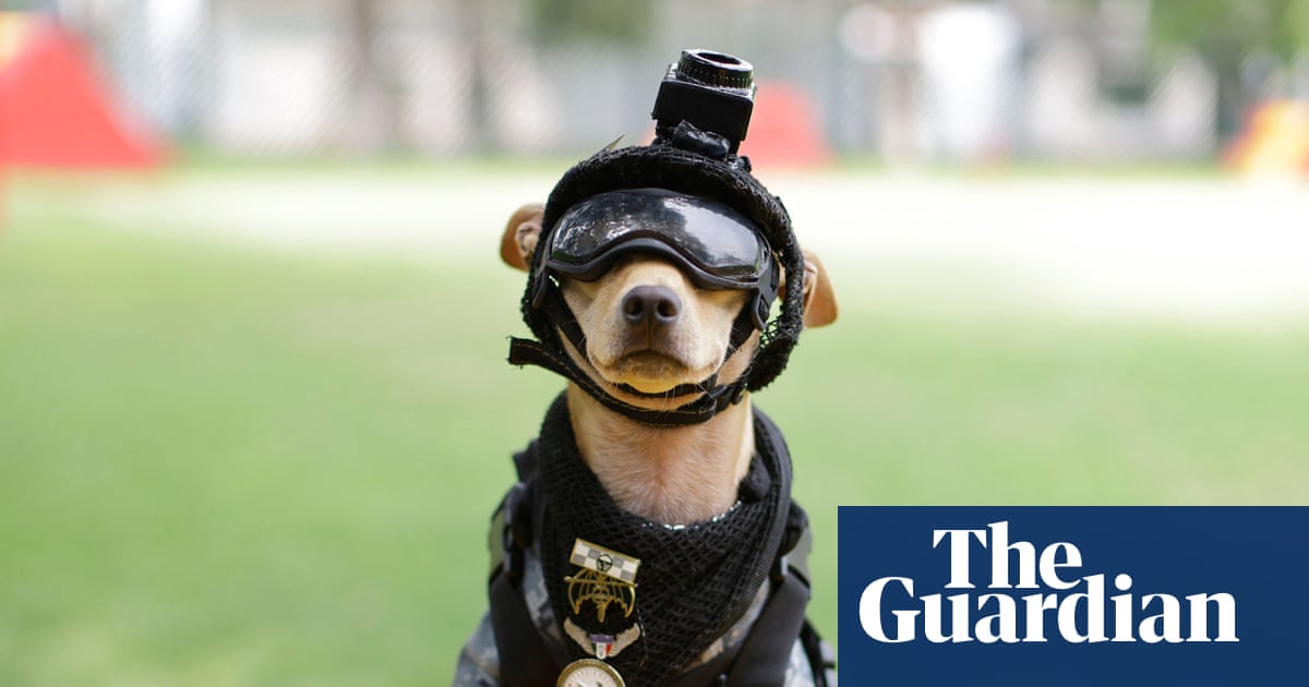 Paw Patrol: Το Μεξικό κάνει το ντεμπούτο του τον πιο μικροσκοπικό στρατηλάτη της εθνοφρουράς