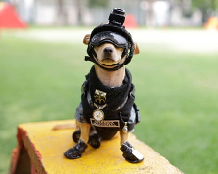 The Mexican dog that joined the national guard.