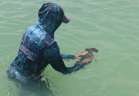 A newborn hammerhead shark is released into the water in Ecuador.