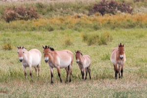 Przewalski’s horses trot in the Dunhuang West Lake National Nature Reserve in China. The reserve features a diverse ecosystem including wetlands, grasslands, forests and Gobi deserts, which makes it an experimental zone for the wild release of the Przewalski’s horses. The Przewalski’s horse is listed as endangered and was once extinct in China due to excessive poaching. The horses were reintroduced from Britain, Germany and the United States starting in the mid-1980s. Przewalski’s horses have adapted well to the environment at the West Lake Reserve, where their population totals 212