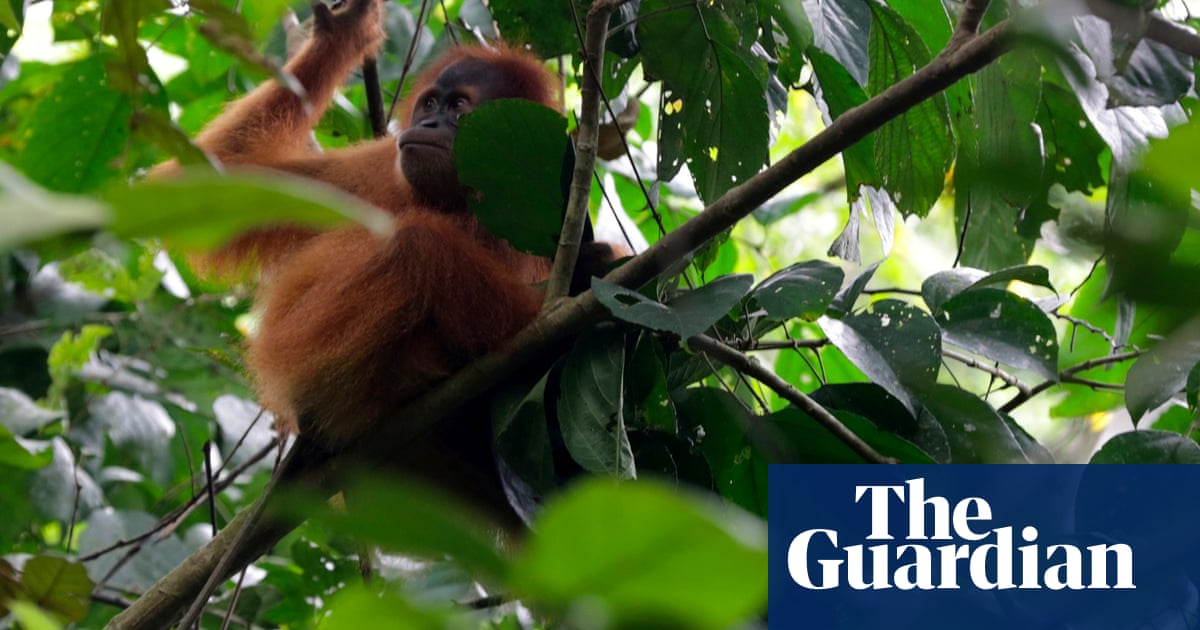 Self-isolating animals: eight species that have mastered social distancing  | Environment | The Guardian