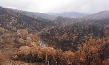 When Luke Pearce returned to Mannus Creek after the fires he was confronted with a scene of carnage