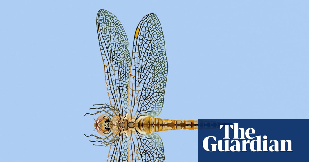 ‘Fearless and quietly astonishing’: the dragonfly that migrates further than any other insect