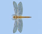 ‘Fearless and quietly astonishing’: the dragonfly that migrates further than any other insect