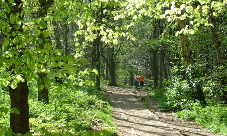 Walkers close to Foremark Reservoir near Ticknall enter a dense patch of forest.